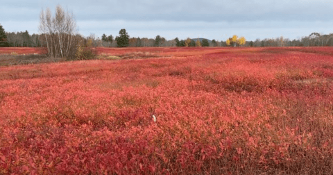 The Blueberry Capital Of Maine Is One Of The Most Charming Small Towns You'll Ever Visit