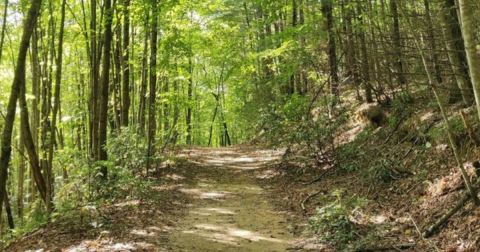 The 5.2-Mile Eastatoe Creek Heritage Preserve Trail Might Just Be The Most Enchanting Hike In South Carolina