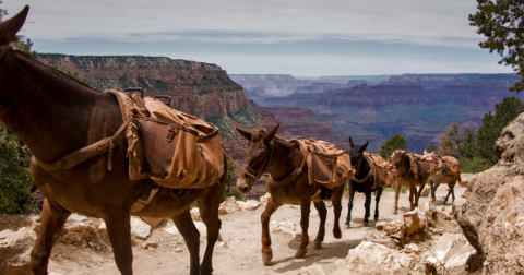 Few People Know That Mules Deliver Amazon Packages To The Bottom Of The Grand Canyon