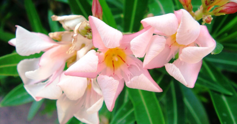 There’s A Deadly Plant Growing In Arizona Yards That Looks Like A Harmless Shrub