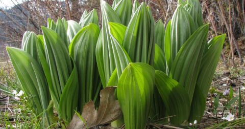 There’s A Deadly Plant Growing In Vermont That Looks Like A Wild Leek