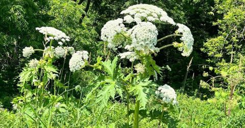 There’s A Poisonous Plant Growing In Michigan Yards That Looks Like A Harmless Weed