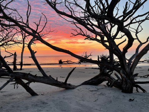 You Can Watch Baby Sea Turtles Hatch On This Incredible Getaway To Jekyll Island In Georgia