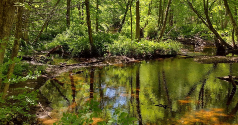 The Hidden Banningwood Red Loop In Connecticut Meanders Peacefully Through The Woods