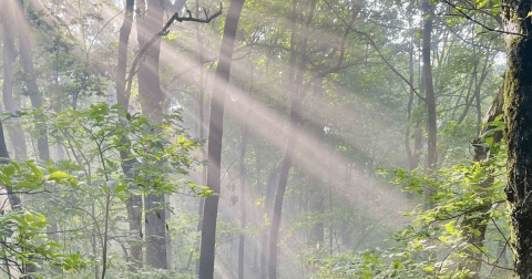 The 9.9-Mile Len Foote Trail Might Just Be The Most Enchanting Hike In Georgia