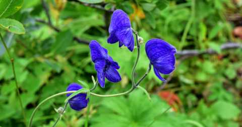 There’s A Deadly Plant Growing In Alaska Yards That Looks Like A Harmless Weed