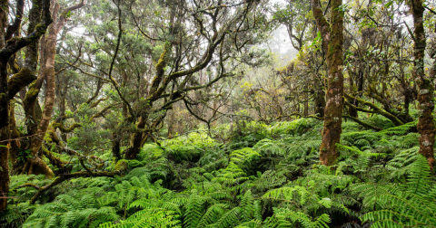 The Hawaii Preserve Is Worth Driving Across The State To Explore