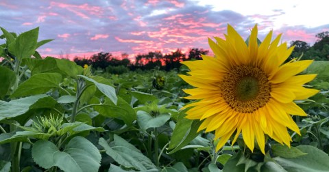 You Can Pick Your Own Bouquet Of Sunflowers At This Incredible Farm Hiding In Wisconsin