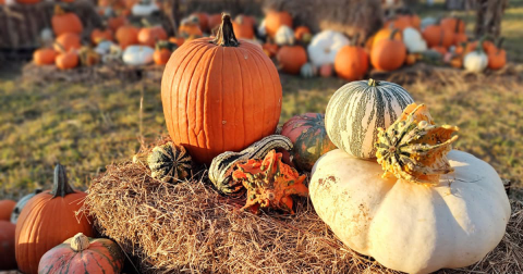 Get Lost In These 14 Awesome Corn Mazes In Florida This Fall