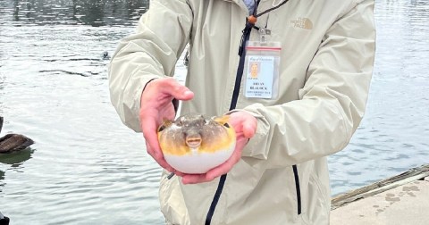 The Incredible Creek Experience In South Carolina Where You Can Hold A Pufferfish, Cast A Shrimp Net, And More