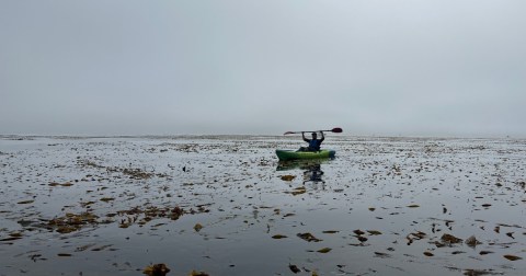 The Incredible Ocean Experience In Northern California Where You'll See Otters, Sea Lions, And More