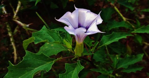 There's A Deadly Plant Growing In Maryland Yards That Looks Like A Harmless Wildflower