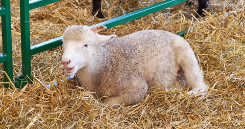 For More Than 100 Years, This Small Town Has Hosted One of The Longest-Running Agricultural Fairs In Massachusetts