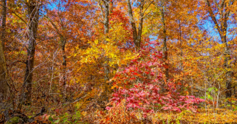 This Little-Known Scenic Spot In Missouri That Comes Alive With Color Come Fall