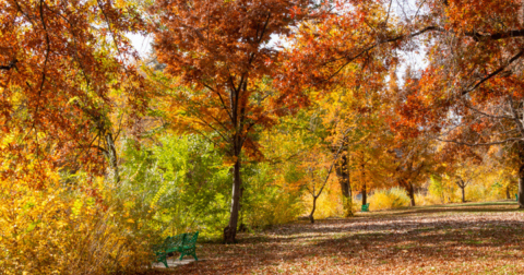 Here Are The Best Times And Places To View Nevada's Fall Foliage In 2023