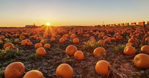 The Largest Pumpkin Patch In Wisconsin Is A Must-Visit Day Trip This Fall