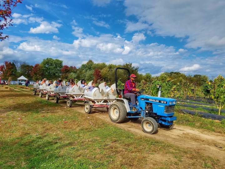 largest pumpkin patch in Arkansas