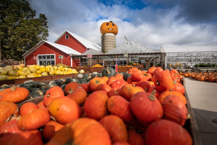 best pumpkin patches in Illinois