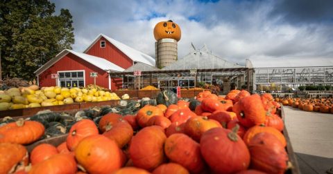 Here Are The 7 Absolute Best Pumpkin Patches In Illinois To Enjoy In 2023