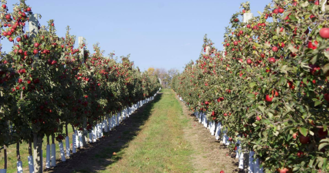 The Harvest Festival In Pennsylvania Belongs On Your Autumn Bucket List