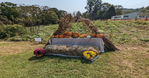 With Sunflowers And Pumpkins, You Don’t Want To Miss This Small Town West Virginia Pumpkin Patch