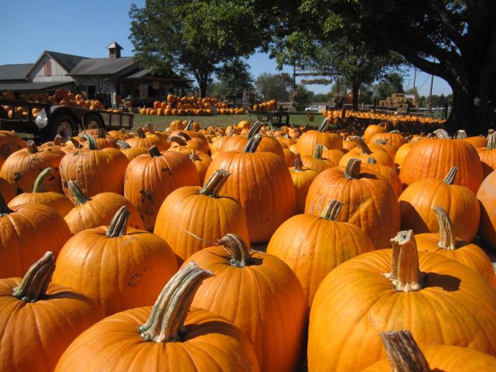 Rows of bright orange pumpkins