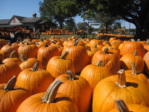 The Ultimate Guide To Fall Fun In Ohio