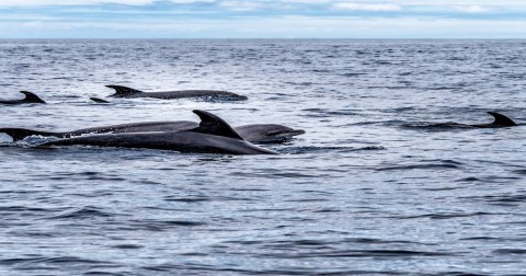 The Incredible Gulf Experience In Mississippi Where You'll See Dolphins