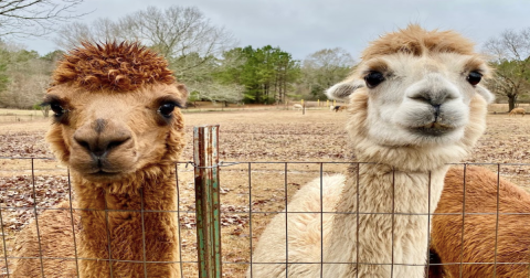 Animal Lovers, Don't Miss The Alpaca Festival In Mississippi This Fall