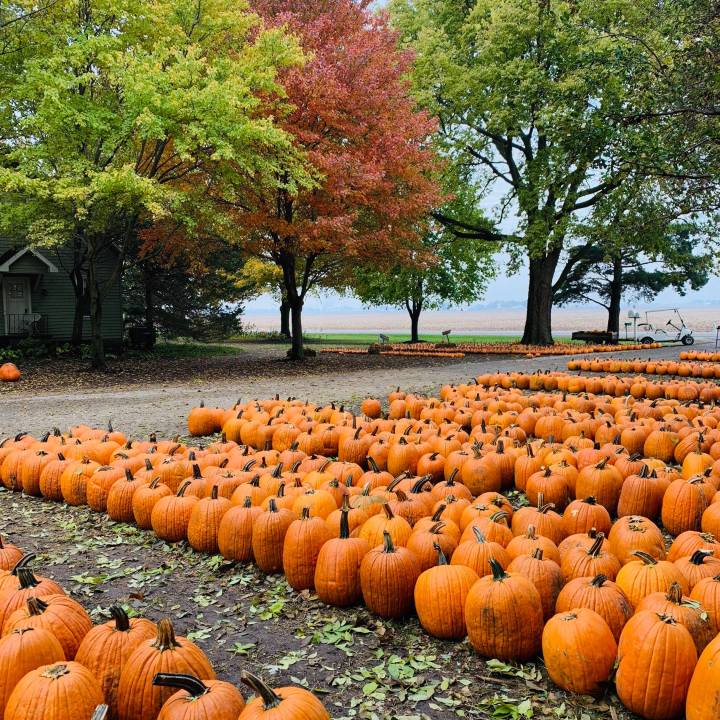 pumpkin patches near Rockford