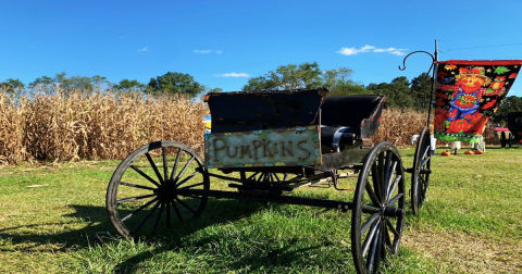 The Largest Pumpkin Patch In Louisiana Is A Must-Visit Day Trip This Fall