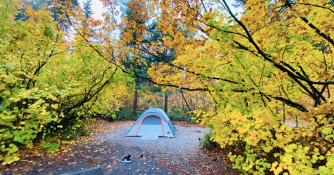 The Underrated State Park Where You Can View The Best Fall Foliage In Washington