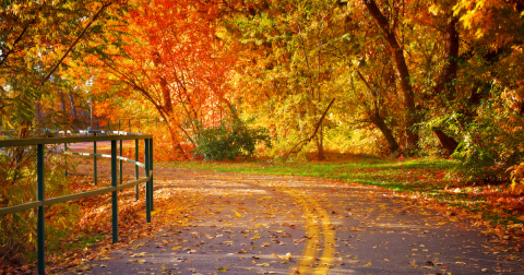 Here Are The Best Times And Places To View Idaho's Fall Foliage In 2023