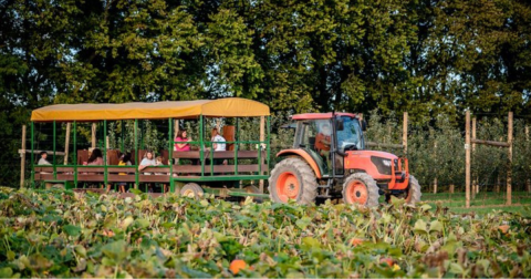 One Of The Largest Pumpkin Patches In Kentucky Is A Must-Visit Day Trip This Fall