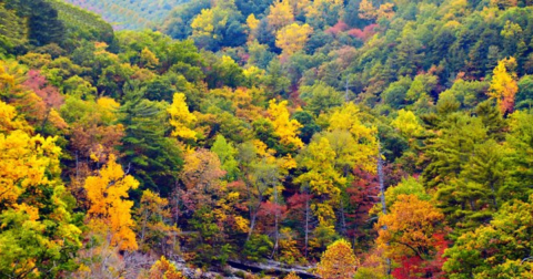 The Train Ride Through The Virginia Countryside That Shows Off Fall Foliage