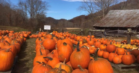 Here Are The 10 Absolute Best Pumpkin Patches In North Carolina To Enjoy In 2023