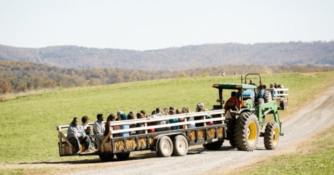 Here Are The 5 Absolute Best Pumpkin Patches In Virginia To Enjoy In 2023