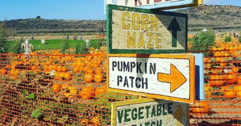 Here Are The 8 Absolute Best Pumpkin Patches In Southern California To Enjoy In 2023