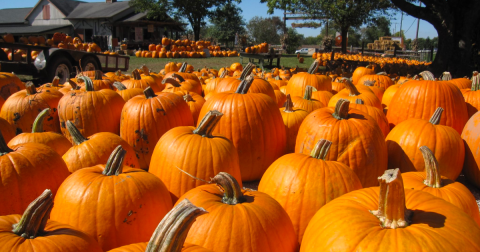 Here Are The 7 Absolute Best Pumpkin Patches In Ohio To Enjoy In 2023