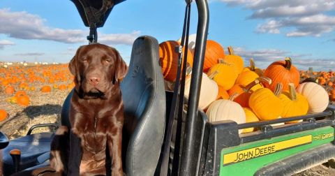 Here Are The 6 Absolute Best Pumpkin Patches In Indiana To Enjoy In 2023