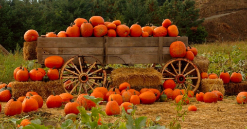 Here Are The 8 Absolute Best Pumpkin Patches In Oregon To Enjoy In 2023