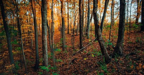 This Little-Known Scenic Spot In Indiana That Comes Alive With Color Come Fall