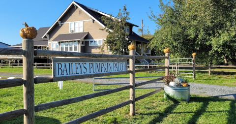 One Of The Largest Pumpkin Patches In Washington Is A Must-Visit Day Trip This Fall