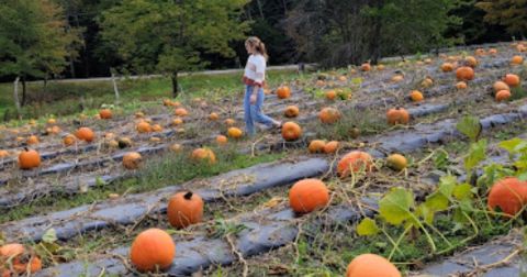 Here Are The 6 Absolute Best Pumpkin Patches In Vermont To Enjoy In 2023