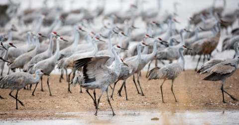 The Easy Trail That Might As Well Be The Birding Capital Of Nebraska