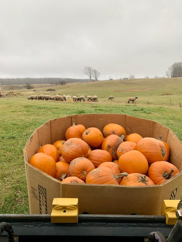 Best pumpkin patches in Michigan