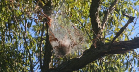 Be On The Lookout For The Fall Webworm In Iowa This Season