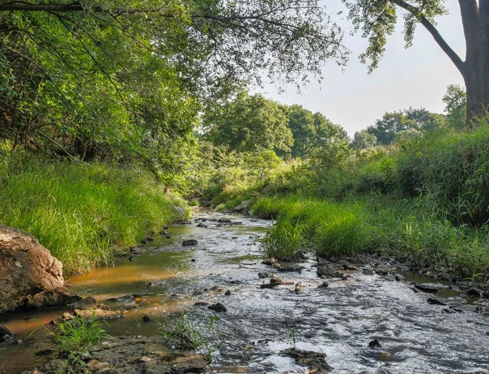 Greenery and creek