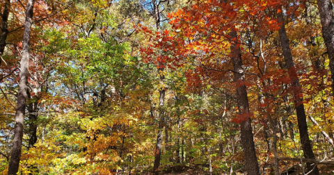 The 1.5-Mile Stone Wall, Tower, And West Overlook Trail Leads Hikers To The Most Spectacular Fall Foliage In Georgia