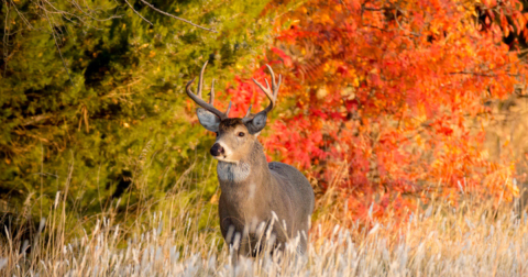 Here Are The Best Times And Places To View Kansas's Fall Foliage In 2023